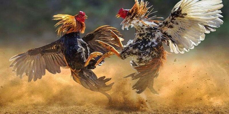 Đá gà casino mang đến những trận chiến kịch tính, live trực tiếp