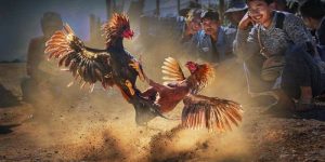 Đá gà cựa sắt mang đến nhiều yếu tố bất ngờ, kịch tính
