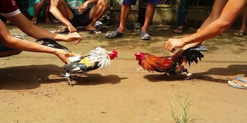Chọn sân chơi cược đá gà uy tín để đảm bảo tính an toàn